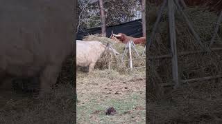 Piggy piggy moo cow animalshorts highlandcattle farm farmanimals hobbyfarm [upl. by Ynnor]