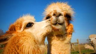 Cute Llamas 😍😂 Funny and Cute LlamasPart 1 [upl. by Atiuqa105]