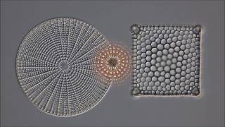 BEAUTIFUL DIATOMS by DIATOM SHOP HD [upl. by Dnomal]