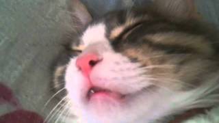 Cat makes strange noise while sleeping [upl. by Roslyn433]