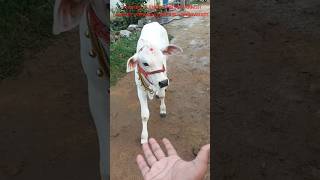 ధీర dheera dheeravlogs cow bull viral trending [upl. by Grannias42]