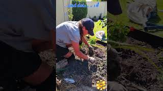 🌼 Planting Agapanthus in the Sunshine agapanthus planting sunlight timelapse [upl. by Shara696]