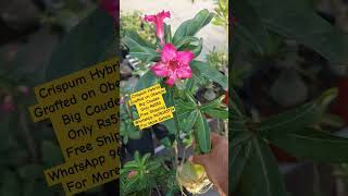 Available for sale adenium desertrose Crispum [upl. by Okimik]