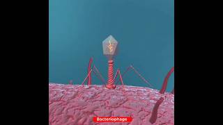 Lifecycle of Bacteriophage Virus  Lytic Cycle [upl. by Engelhart]