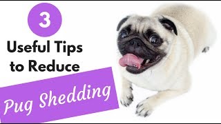 How to Reduce Pug Shedding [upl. by Eirallih]