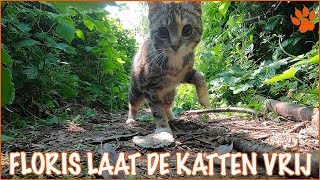 Waarom worden zwerfkatten weer vrijgelaten DierenpraatTV [upl. by Karlan556]