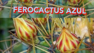 Flor de CACTO Ferocactus Azul ferocactuscactus [upl. by Atiuqaj]