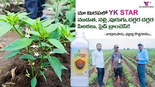 Chilli మిరప లో జబర్దస్త్ మందు ముడుత నల్లిపురుగుబొబ్బరకంట్రోల్చిగురుకొమ్మలుmirchiకొత్తగూడెం [upl. by Summons]