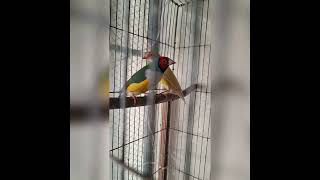 Gouldian finch breeding birdsstorychannel [upl. by Esiuqcaj]