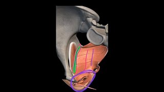 Pelvic floor Muscles  Levetor Ani Muscles Anatomy Tendinous Arch  Anococcygeal Body  3D Pelvis [upl. by June]