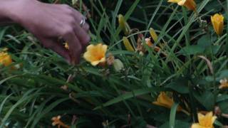 How to Deadhead Daylily [upl. by Nirrad719]