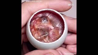 How A Chick Born From A Egg 🐣  Interesting Video  😱 [upl. by Rowan798]