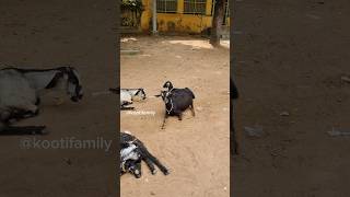 Kooti ku palagaram kuduthachi😃🥰🥰 kootifamily goats goateating asmr tamil [upl. by Rebak970]