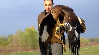 Hunting with a Golden Eagle  Amazing short movie [upl. by Carolina]