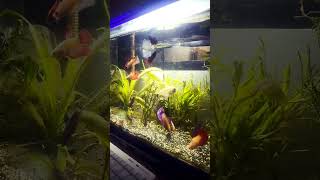 Betta Sorority Tank Update aquarium betta bettafish fish relaxing [upl. by Howlend]