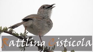 Rattling Cisticola Cisticola chiniana Bird Call amp Video Kruger Birds  Stories Of The Kruger [upl. by Ettelegna]