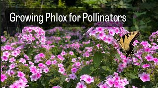 Growing Phlox for Pollinators [upl. by Aseuqram]