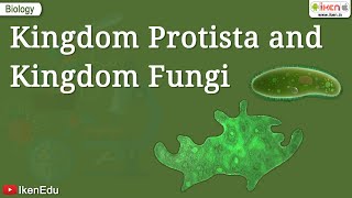 Kingdom Protista and Kingdom Fungi  Class 11 Biology  iKen [upl. by Alicec]