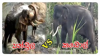 TUSKER PANDULA amp KADOL  ❤️ ලාබාලම පන්ඩුල ඇතු සමගින් කඩොල් ඇතු elephant tusker pinnawala [upl. by Neelyk794]