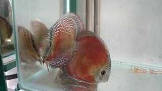 The best red solid nhamundá Discus [upl. by Ahseram]