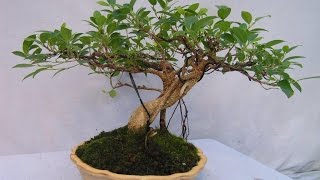 Mature Pachira Aquatica Bonsai Tree [upl. by Onitnas]