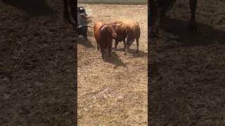 Llegan los primeros TOROS a PAMPLONA para el ENCIERRO de SANFERMINES navarra toro toros [upl. by Scrivens523]