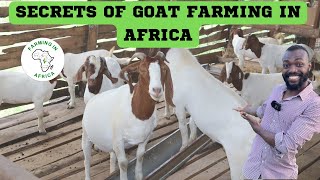 HOW WE ARE DOING GOAT FARMING AT LESS COST AT FARMING IN AFRICA [upl. by Colb]