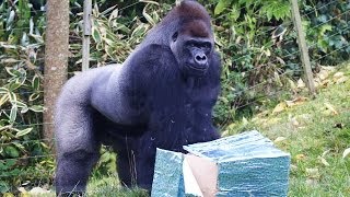 Kumbuka enjoys birthday party in Gorilla Kingdom [upl. by Ettenrahs420]