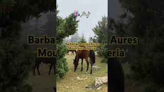 Barbarian horses Aures Mountains Algeria خيول بربرية جبال الاوراس الجزائر [upl. by Jonathan]