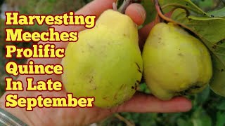 Harvesting Quince Variety Meeches Prolific Late SeptemberNo Dig Allotment Cottage Garden amp Fruit [upl. by Yezdnil]