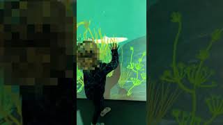 Die Kids malen Fische und fangen sie in einem virtuellen Aquarium [upl. by Dunstan529]