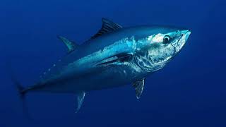 09 Save the Bluefin Tuna [upl. by Odawa398]