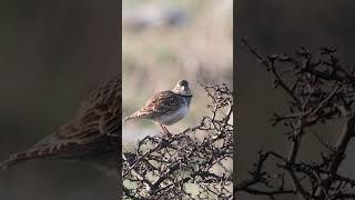 The calandra lark bird singing Melanocorypha calandra shortvideo birds wildlife birdcalling [upl. by Bauer966]