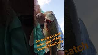 every fish challenge  large mouth bass fishing bassfishing fish fishinglife outdoors [upl. by Minsat]