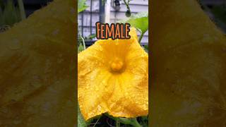 Hand Pollinating Squash gardenshorts gardening gardeningtips shorts [upl. by Esiom823]