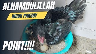 UPDATE PERKEMBANGAN AYAM PAKHOY DI KANDANG UMBARAN [upl. by Nnylirehs295]