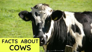 Cow Facts for Kids  Interesting Educational Video about Cows for Children  Fun Facts [upl. by Rochus]