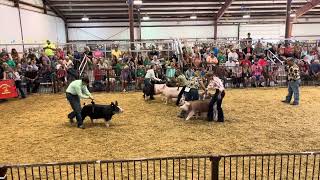 2024 Greene County Fair Overall Market Gilt Final Drive Judged by Ryan Rash [upl. by Anecusa]