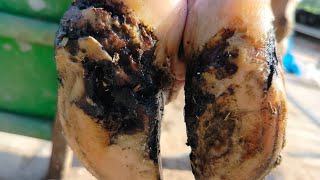 BULBOUS ULCER on COWS HOOF•••••• HUGELY satisfying [upl. by Eldora]