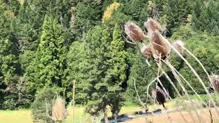 Life Cycle of Teasel [upl. by Johnsten]