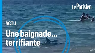 Un requin à quelques mètres des baigneurs panique sur la plage [upl. by Selrac25]