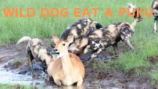 WARNING GRAPHIC CONTENT Wild Dogs kill and devour a Puku  Kafue National Park Zambia [upl. by Kauslick]