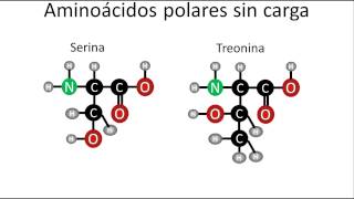 Bioquímica  Tipos de aminoácidos y su estructura [upl. by Eittik]