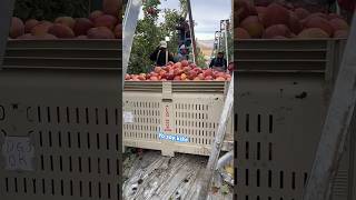 𝙋𝙞𝙨𝙘𝙖 𝙙𝙚 𝙢𝙖𝙣𝙯𝙖𝙣𝙖🍎𝙥𝙤𝙧 𝙘𝙤𝙣𝙩𝙧𝙖𝙩𝙤 agricultura agriculture agronomia agricultor agricolas fruit [upl. by Melisse228]