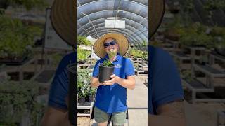 Capparis Spinosa AKA Caper Bush  SummerWinds Nursery AZ [upl. by Eaton]