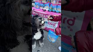 🐾 Ziggy the Bernedoodle LOVES his Munchbird dog treat 🐶 Treat your pup at wwwmunchbirdcom 🐕 [upl. by Mercer]