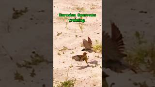 Eurasian Sparrows training shortsvideoshortbirds vuthy CH [upl. by Ijok]