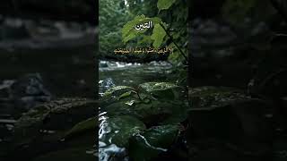 Surah AtTin  التين  quran surah surahattin [upl. by Ander]