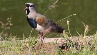 Queroquero  Southern Lapwing  Vanellus chilensis  cantando  singing [upl. by Adnahsat]