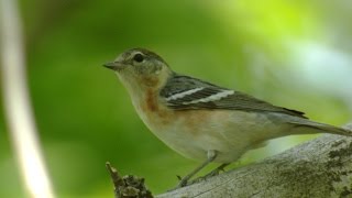 Baybreasted Warbler Female [upl. by Fonzie]